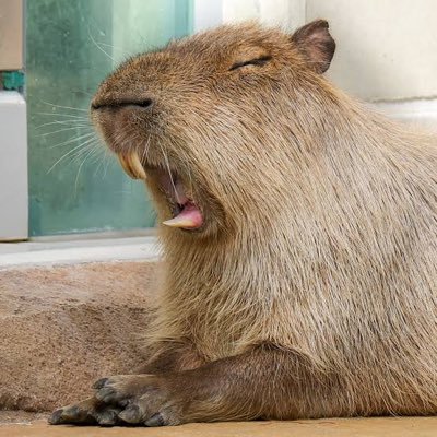 カンナビノイド系の製品をよく使ってるCBDで人生をより楽しく🫶 日々マンチー飯を模索してまるので、是非みなさんのマンチー飯も教えてください🙇🙇