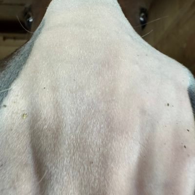 yuyuyuyuUMAJO's profile picture. 馬券買ったり好きな馬応援したり。青鹿毛らぶ。競馬友達ほしいです。無言フォローごめんなさい。