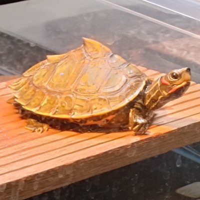 hawk_leopa's profile picture. かめ、れおぱ
生き物趣味用にアカウント作成しました