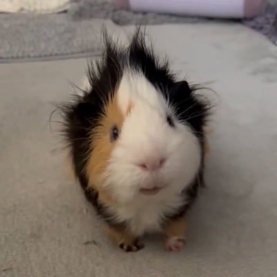 guineagini1's profile picture. 