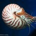 Nautilus (@na1952oct) Twitter profile photo Nautilus (@na1952oct) Twitter profile photo