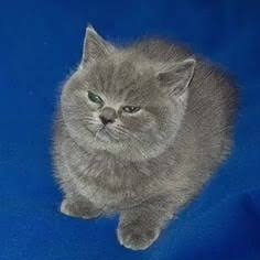 @Sceptilian70 priv, if you're here you're a friend n I trust you :)
I still rt a lot lmao
dpriv: @/m1dn1ghtsc3p