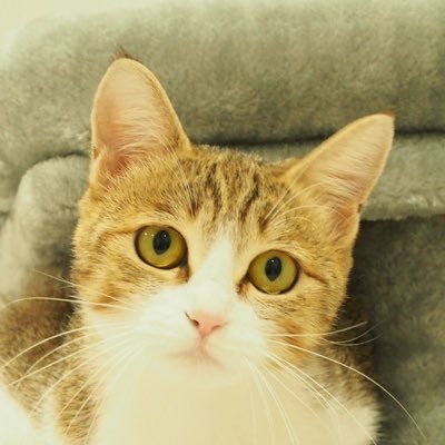 ジンジャーさんのプロフィール画像