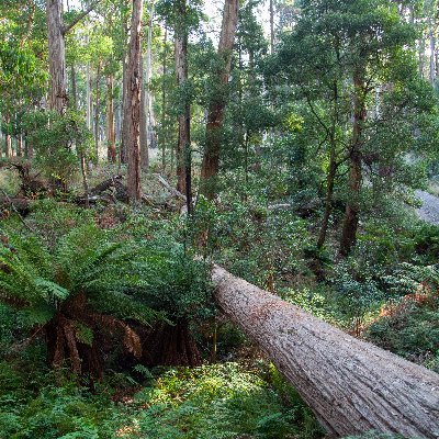 Conservation.. Lover of trees, fungi and soil microbes. Highly intolerant of social injustice, political piffle and anti-science. All views stated are my own...