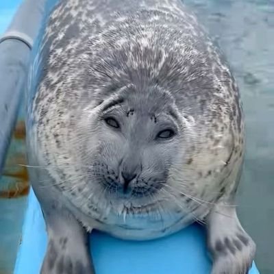 Toast250972's profile picture. gettin' sealy