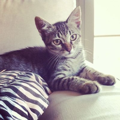 CuquiTheCat's profile picture. #LaPromesa