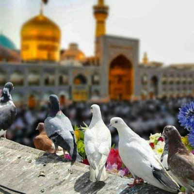مادرِمشاورِمتعهدِمتاهلِ منتظرِمهربانِ بختیاریِ انقلابیِ ایرانی
فالو=بک= ولایی انقلابی