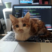 Miyau (@mahammadcodes) 's Twitter Profile