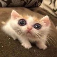Un Gatito 🐱 (@ungatiro) 's Twitter Profile Photo Un Gatito 🐱 (@ungatiro) 's Twitter Profile Photo