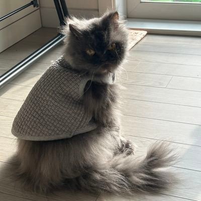 배달 냥이 호떡❤️さんのプロフィール画像
