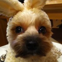 わるみ (@warumimiru) Twitter profile photo