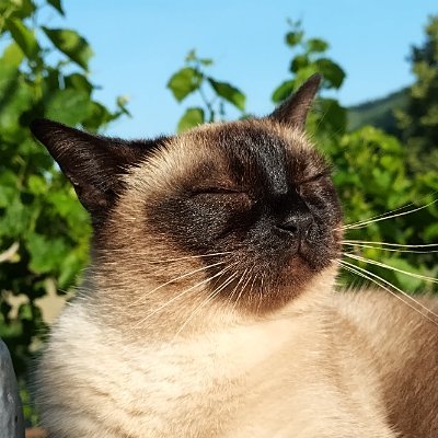 Software Engineer*
*it pays the bills, ok?
If anyone needs me, I'll be in the garden.