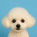 犬ですよ❸ (@inudesuyoiiii) Twitter profile photo 犬ですよ❸ (@inudesuyoiiii) Twitter profile photo