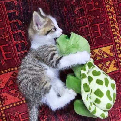 JUST_BNND3RD's profile picture. studying electrical engineering at university of tehran, 
I'm not new,
my account just get fucked,