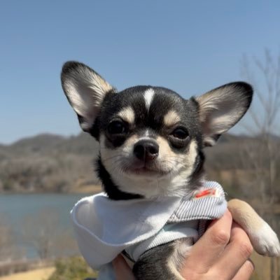 celebration_pkm's profile picture. Ms.OOJA🤍Instagramおじゃさまの音楽で人生の記録をUP🎞️こんぶ君はおじゃさまの曲を聴かせて育て中🐭🍼1歳☺️