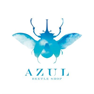 beetle shop AZULは家族経営の稀に現れる昆虫ショップです🙂 これからはイベント出店なども積極的に参加します🙇♀️ 普段はブリードしてる様子などをつぶやきます😌 気軽に交流して楽しみましょう😊宜しくお願いします‼️