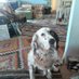Spot (@maryjeanbenson2) Twitter profile photo Spot (@maryjeanbenson2) Twitter profile photo
