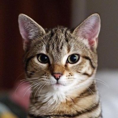 あわぬこ🐱さんのプロフィール画像