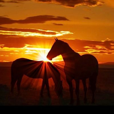 CiloResko's profile picture. Sen ki umutları göğsünde taşıyan, Sen ki yeni çağın bozuk düzenine kafa tutan