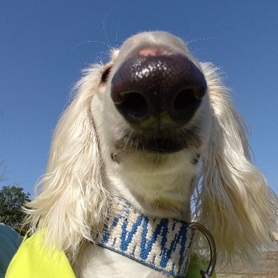 Maxmax555041's profile picture. Corn snake🐍 king snake🐍 thin dog🐕