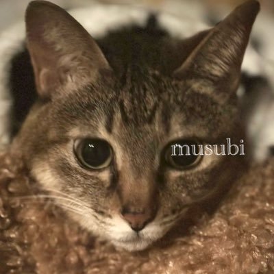どうも。動物とラーメンと旅行と仕事と落書きが好きです。高確率で返信が遅くなる場合があります。すみません。宜しくお願いします。sub⇒@Ambrodia