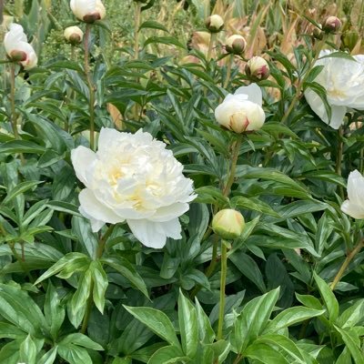 xuIdTqwEuo96591's profile picture. 私は、お散歩が好きで、公園に行ってます。