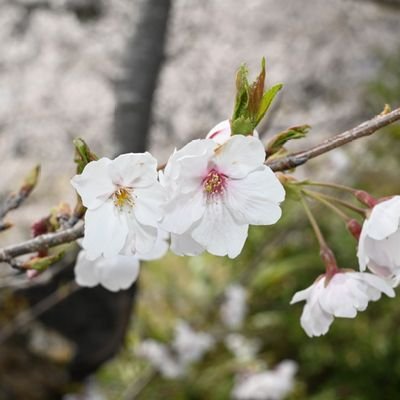 youtube99870's profile picture. 写真無断転載禁止
写真無断使用禁止
いかなる理由商用NG