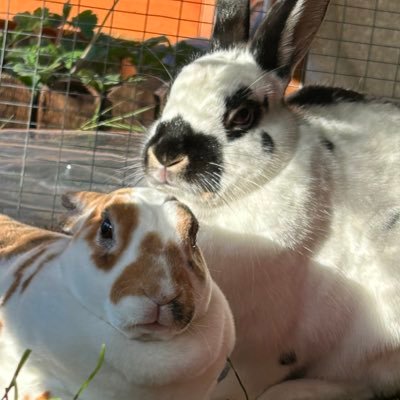 ✨She/Her♿️, I AM 34 YEARS💜 Gaming 🎮SPOOKY LADY 💀 Bunnies 🐇 Crochet🧶