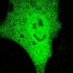 Cell-ebrating_mol_biol (@cell_ebrating) Twitter profile photo Cell-ebrating_mol_biol (@cell_ebrating) Twitter profile photo