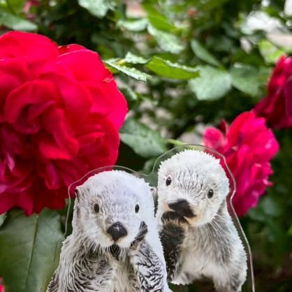 キラちゃんメイちゃん大好きです
なかなか鳥羽水族館にいけないので皆様のポストが楽しみです
SNSは今まで視るだけだったので色々😖ことだらけです
無言フォロー失礼致します
