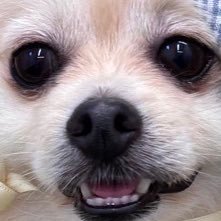 YUくん大大大スキ。SamYU.Shih Chih Tian.WBLメンバー総じて大好き。トキドキWang Yibo.推し活.SNS.NFTとはなんぞや…色々初心者です。無言フォロー失礼します。