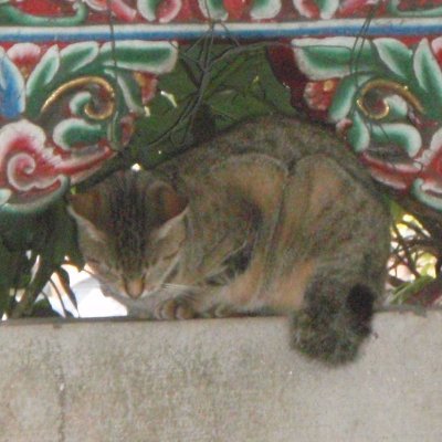 mafogat07's profile picture. AtCoder水色