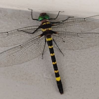 thabah996216's profile picture. Nothing wrong when you do it the right way