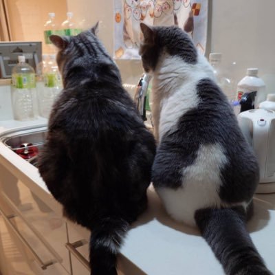 Hime_Kayo325's profile picture. ひめ＊スコティッシュ８歳♀美人な甘えん坊さん ゆめ＊マンチカン２歳♀好奇心旺盛のオテンバ娘