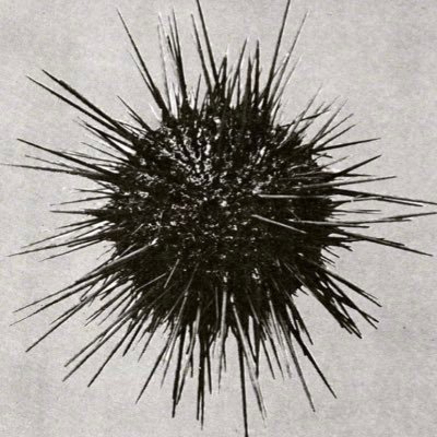 rabbithoe_'s profile picture. #