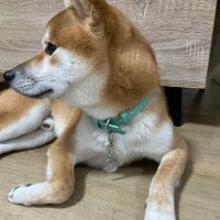 ゆかりん (@misoshiru0704) 's Twitter Profile