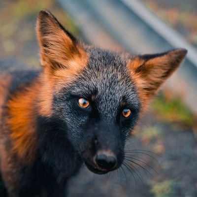 Blixtune Profile