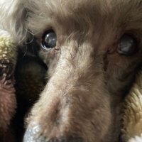 か (@glpzy) 's Twitter Profile