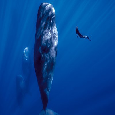 クジラたちが息づく、深く青い海の世界へ――― 圧倒的な映像美で綴る、クジラに魅せられたカメラマンと2組のクジラの友情物語