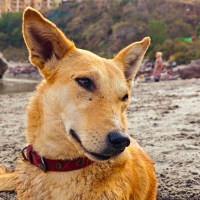 Beeryanimonster's profile picture. Aaalu is the secret of my energy👽