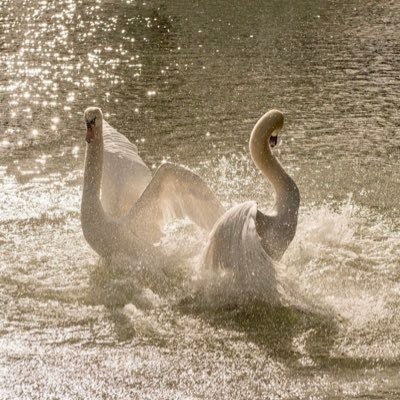 aysha6l's profile picture. 🌸🦢🕊️💕🤍