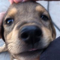 raffa (@rafaimperfeit0) 's Twitter Profile