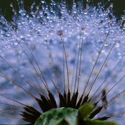 Sofiawildsky's profile picture. 