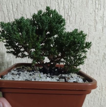 eacarol2023's profile picture. 🌪 🐻🍀🥀