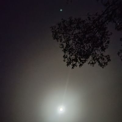 LittleBird60563's profile picture. 