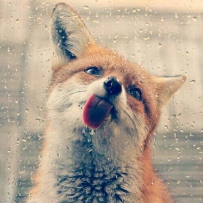 ~🦊~ The.Chaos.Foxie ~🦊~さんのプロフィール画像