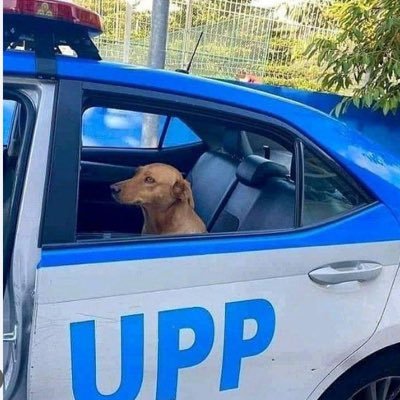 Cacetinho42201's profile picture. 