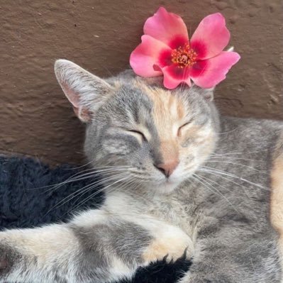 ramenpaglu's profile picture. Somewhere between psychotic & iconic. #freepalestine🇵🇸 #freesudan