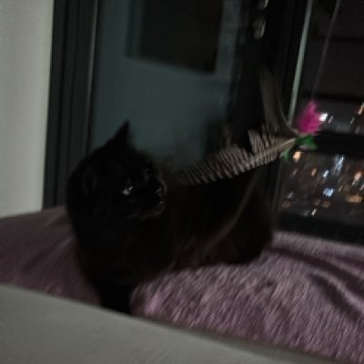 AhmMorsi's profile picture. 