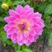 Celia Williams (@c60746) Twitter profile photo Celia Williams (@c60746) Twitter profile photo
